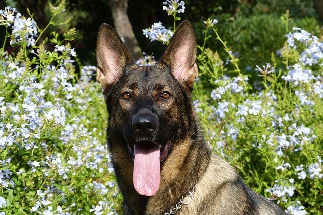 image of German Shepherd Dog