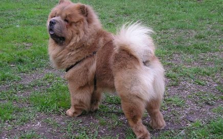 image of Chow Chow