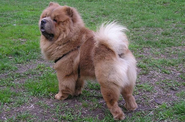 image of Chow Chow