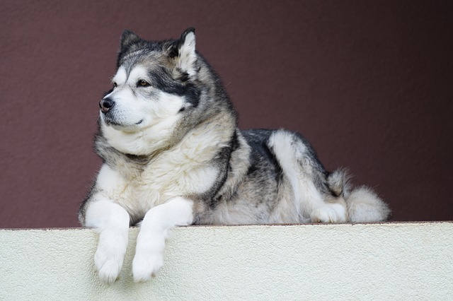 image of Alaskan Malamute