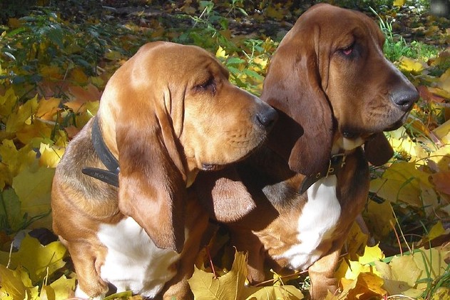 image of Basset Hound