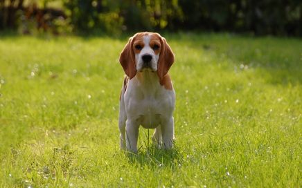 image of Beagle
