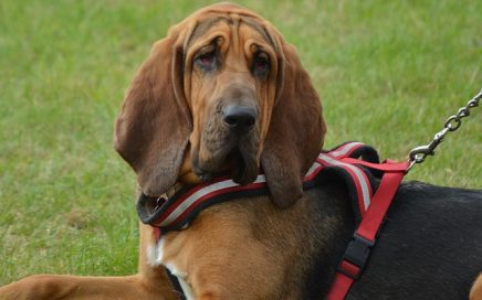 image of Bloodhound