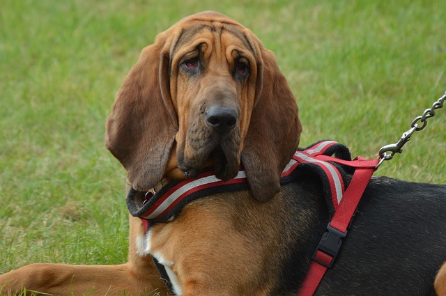 image of Bloodhound