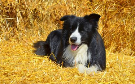 image of Border Collie