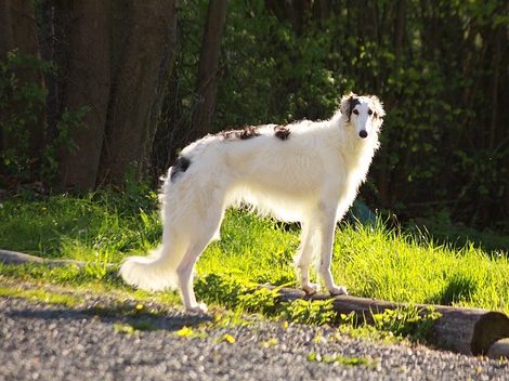 image of Borzoi