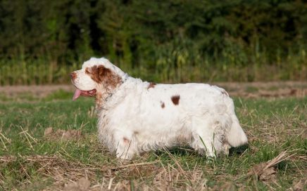 image of Clumber Spaniel
