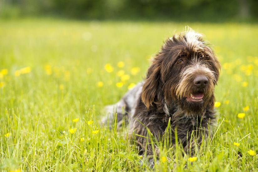 Korthals Griffon Breeders and puppies for sale