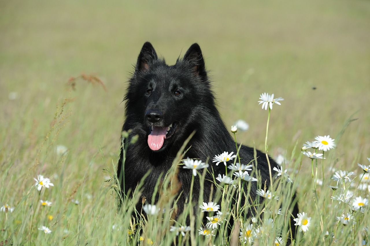 image of Belgian Shepherd Dog (Groenendael)