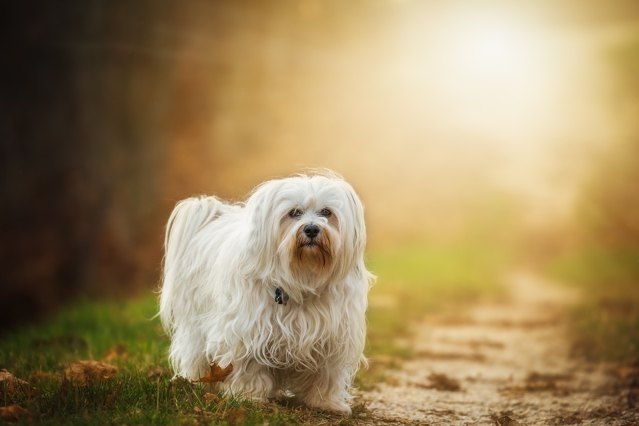 image of Havanese