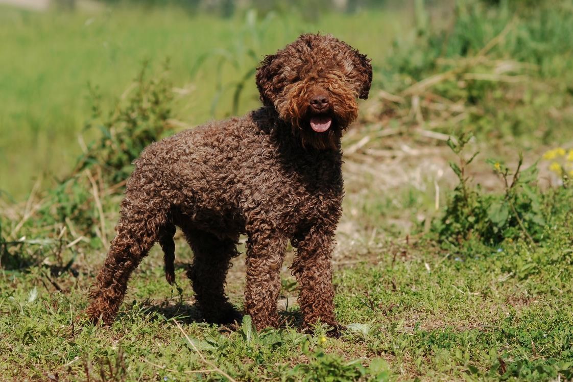 image of Lagotto Romagnolo