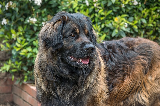 image of Leonberger