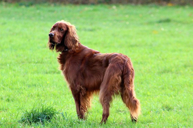 Irish Setter Breeders and puppies for sale