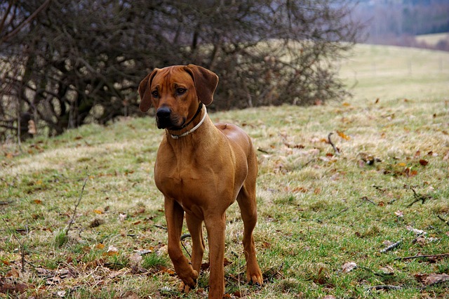 image of Rhodesian Ridgeback