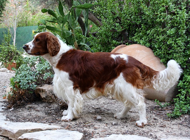 image of Welsh Springer Spaniel
