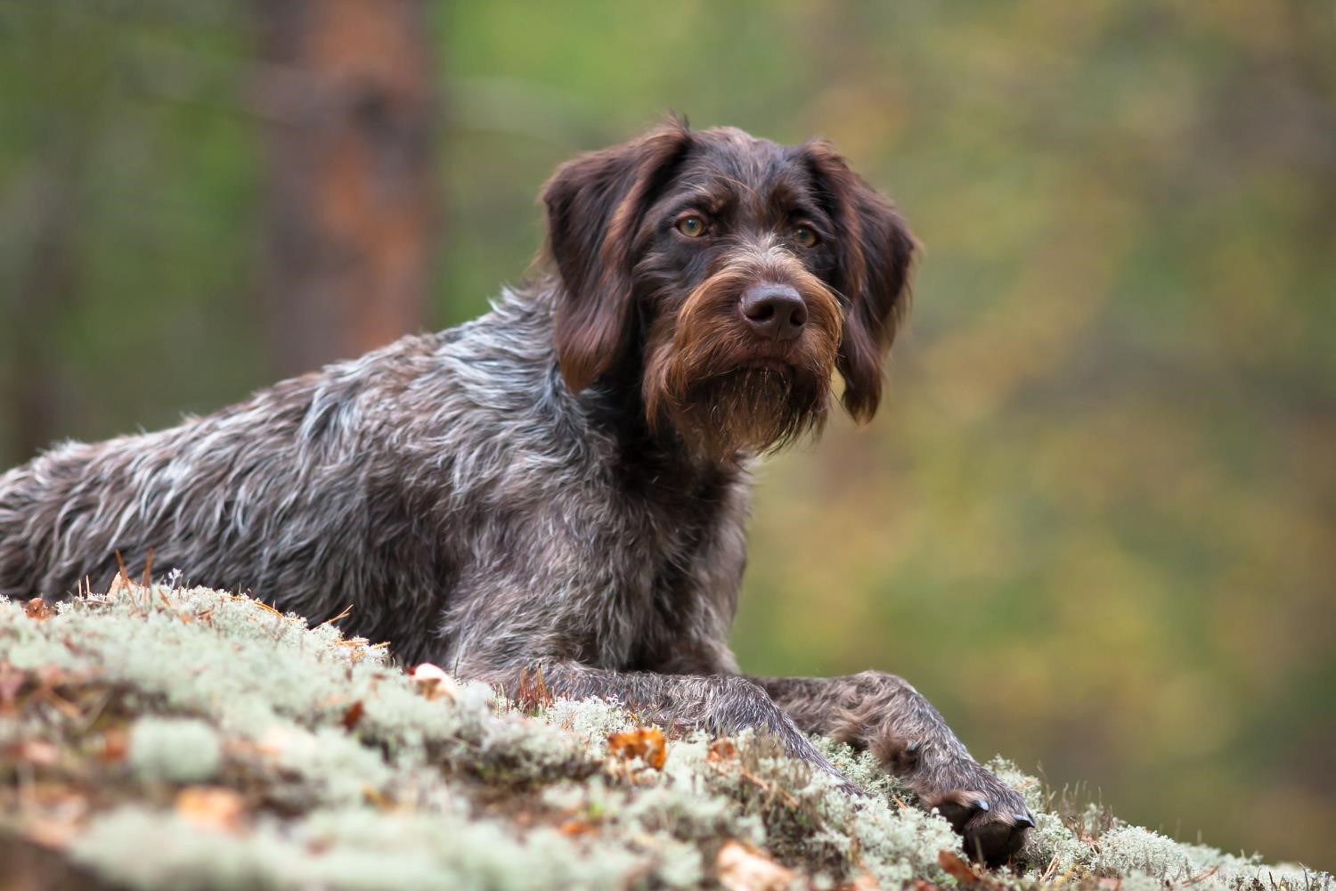 Gorgeous German wirehaired pointer for stud | Alnwick 
