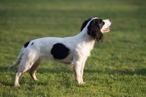 black and white working cocker spaniel standing in a field