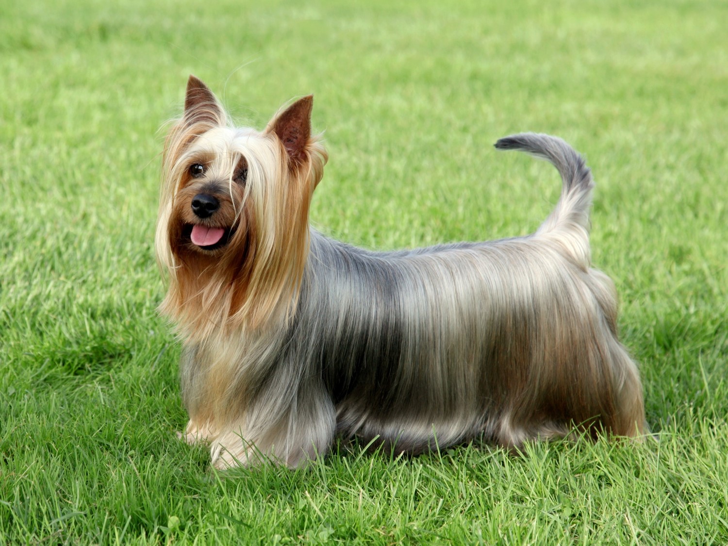 image of Australian Silky Terrier