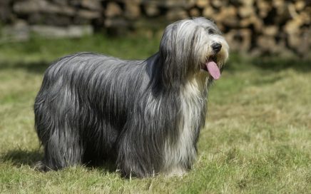 image of Bearded Collie