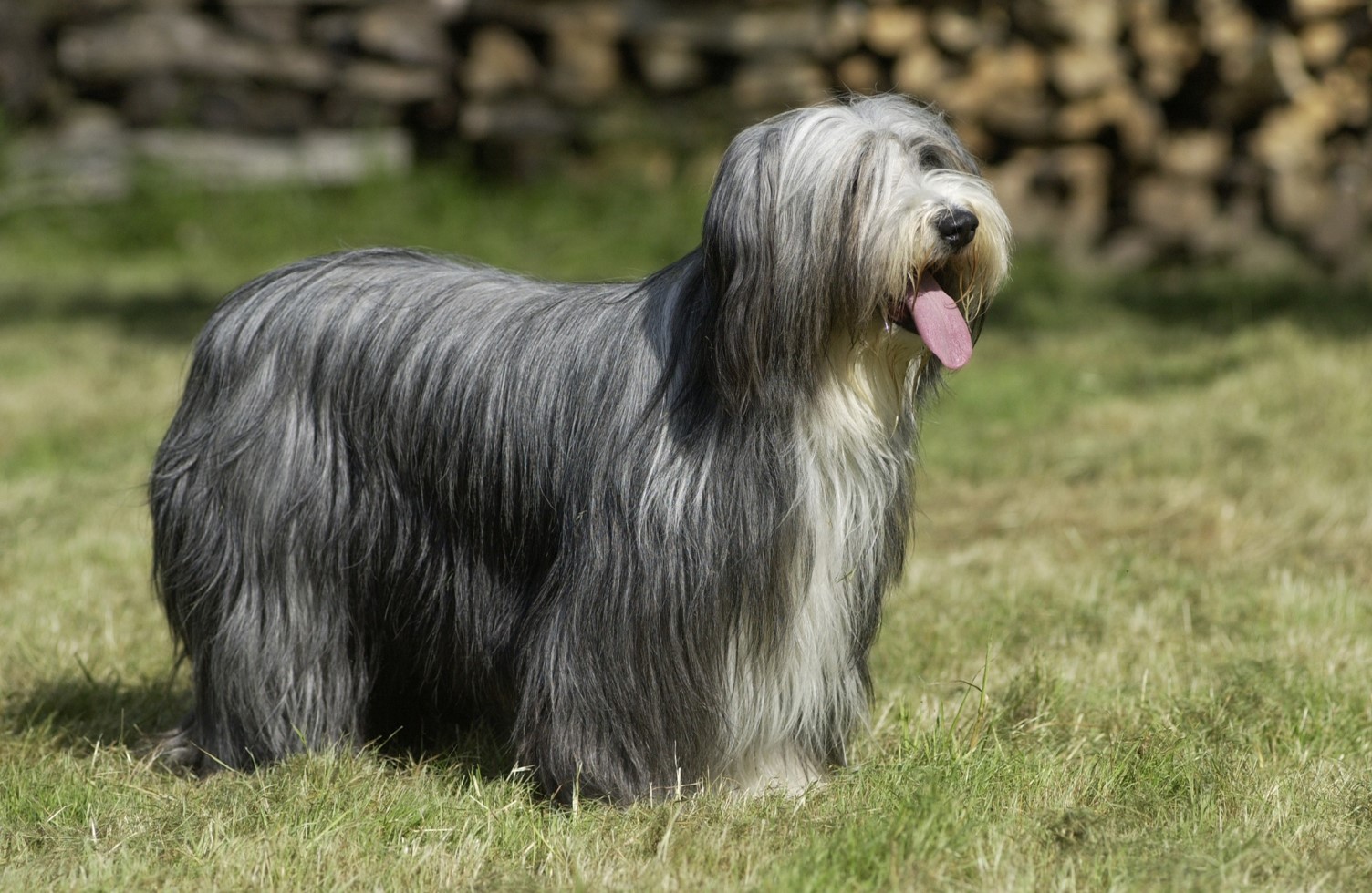 image of Bearded Collie