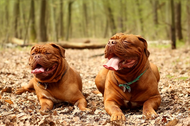 image of Dogue de Bordeaux