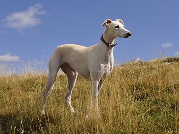 image of Greyhound