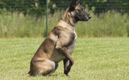 image of Belgian Shepherd Dog (Malinois)