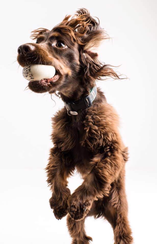 working cocker spaniel jumping for a ball
