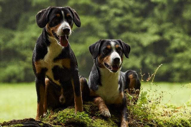 image of Entlebucher Mountain Dog