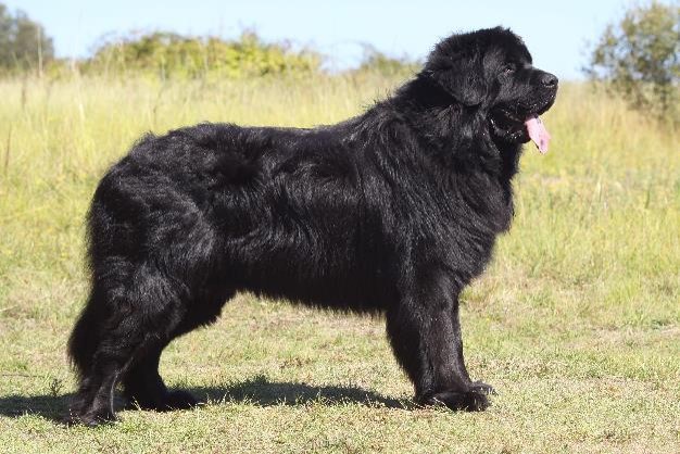 image of Newfoundland