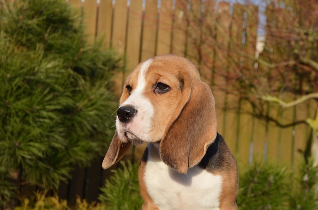 image of Beagle