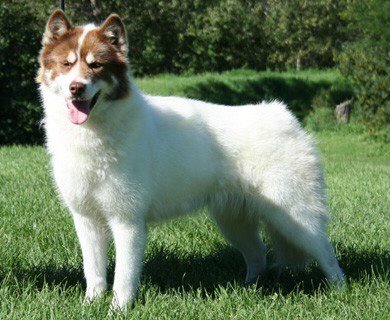 image of Canadian Eskimo Dog