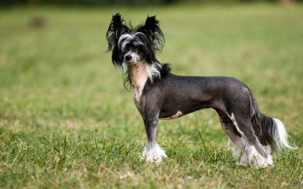 image of Chinese Crested