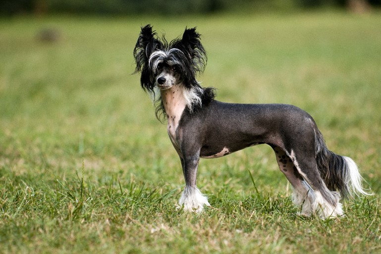 Chinese Crested Powderpuff - A Full Breed Guide | PawLeaks