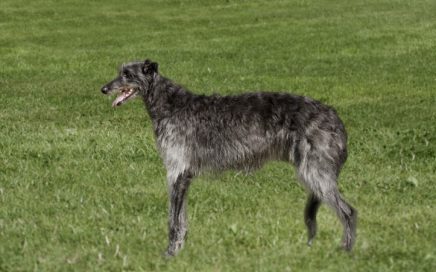 image of Deerhound