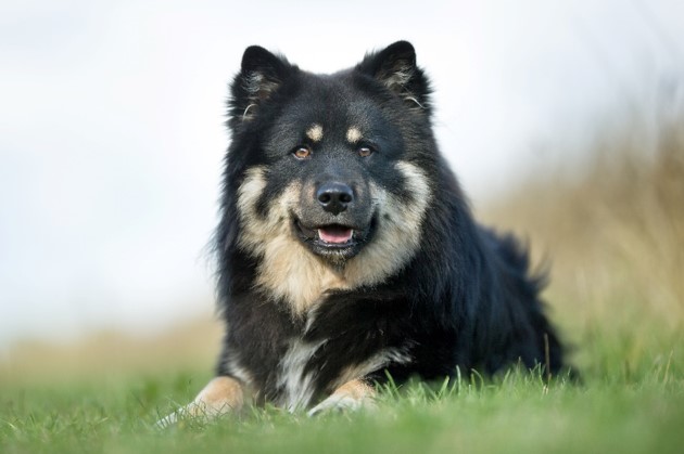 image of Finnish Lapphund