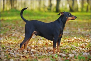 image of German Pinscher