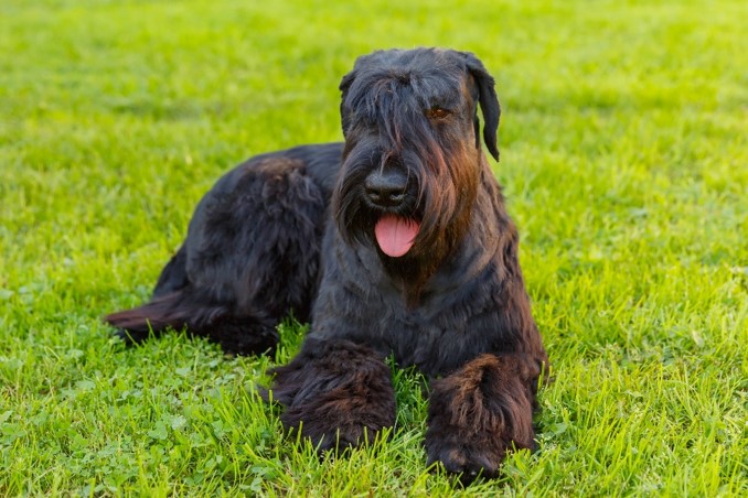 image of Giant Schnauzer