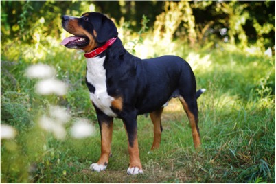 image of Great Swiss Mountain Dog