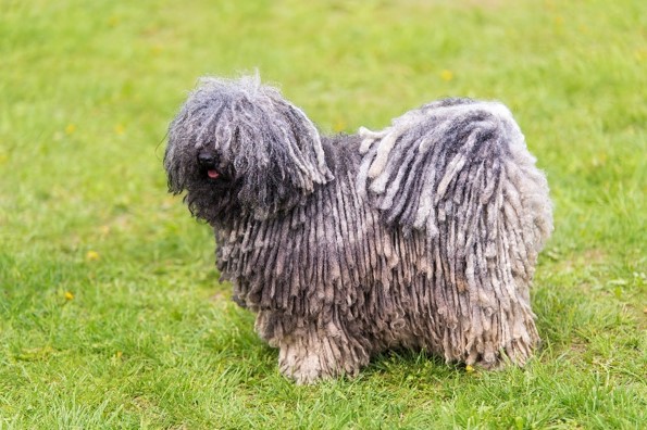 image of Hungarian Puli