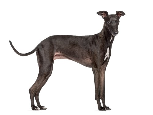 image of Italian Greyhound