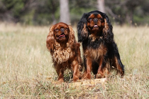 image of King Charles Spaniel