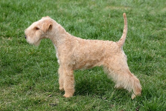 Lakeland Terrier Breeders and puppies for sale