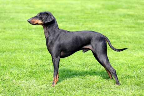 image of Manchester Terrier