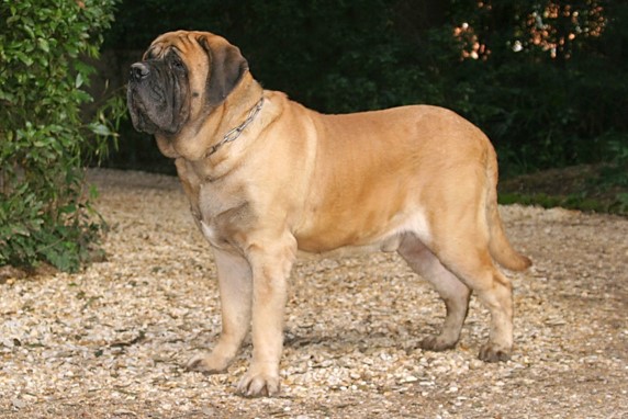 image of Mastiff