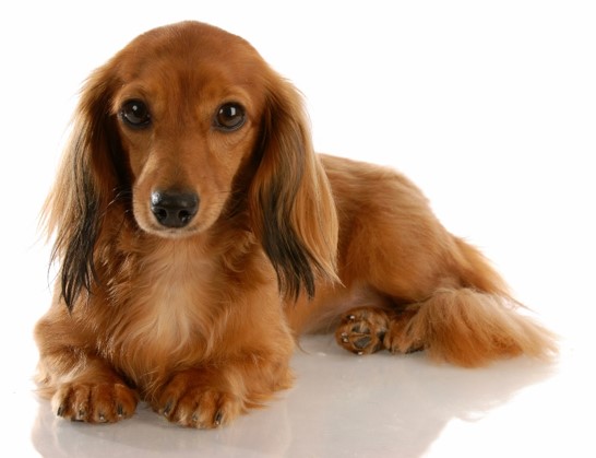 image of Dachshund (Miniature Long-Haired)