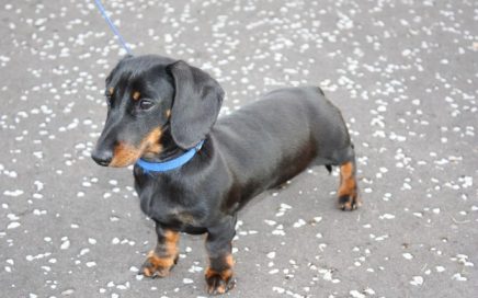 image of Dachshund (Miniature Smooth-Haired)
