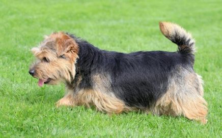 image of Norfolk Terrier