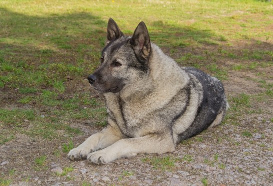image of Norwegian Elkhound