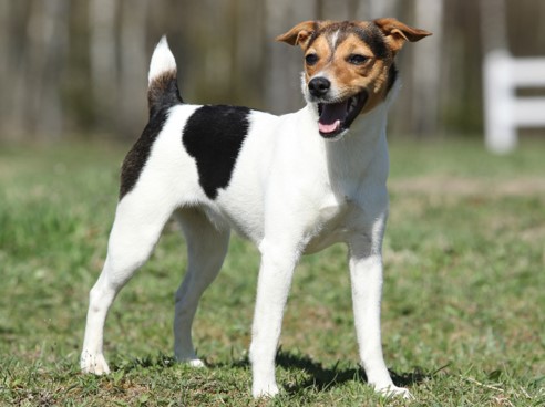 image of Parson Russell Terrier